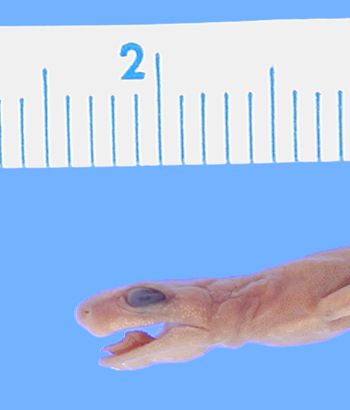 Media type: image; Herpetology A-14811